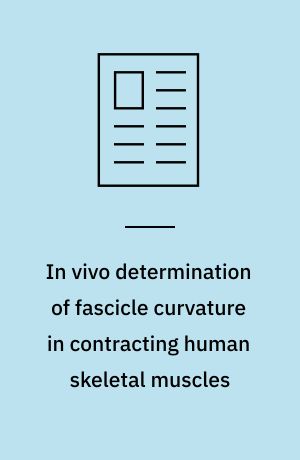 In vivo determination of fascicle curvature in contracting human skeletal muscles