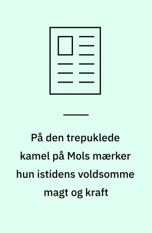 På den trepuklede kamel på Mols mærker hun istidens voldsomme magt og kraft