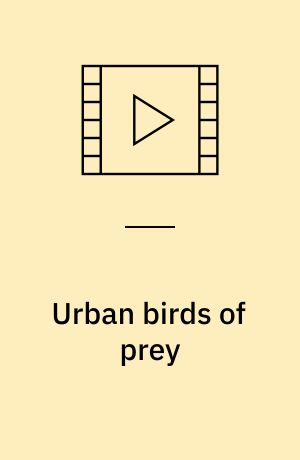 Urban birds of prey